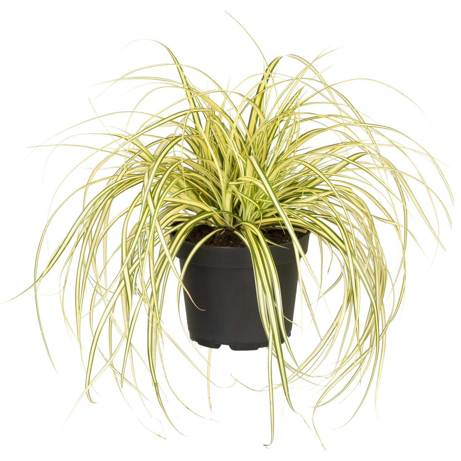 Segge Carex oshimensis Evergold T14