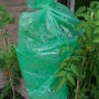 Grüne Tomatenfolie zum Schutz einer Tomatenpflanze im Garten.