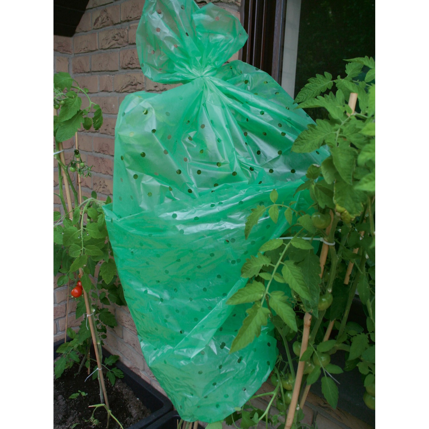 Grüne Tomatenfolie zum Schutz einer Tomatenpflanze im Garten.