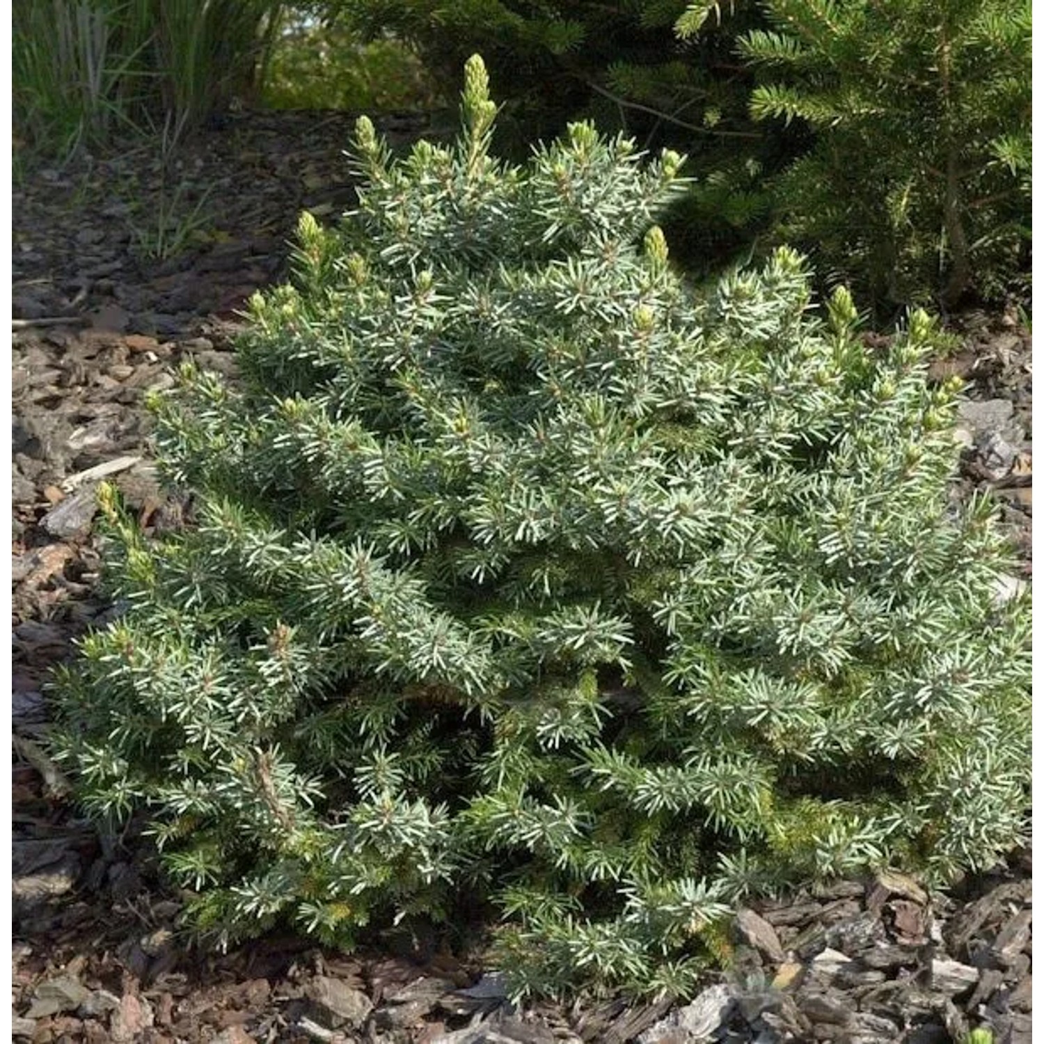 Zwergfichte 50-60cm - Picea omorika Nana