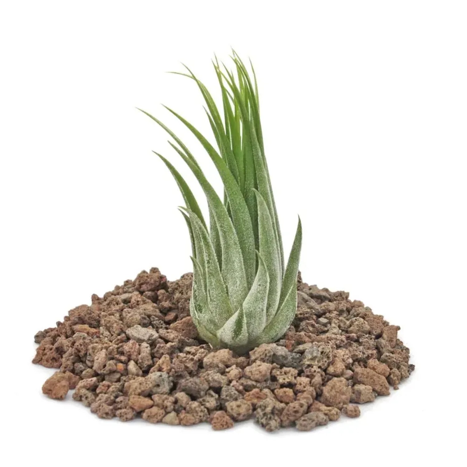 Exotenherz Tillandsia Scarposa auf Lavasteinen. Dekorative, grüne Tillandsie als Zimmerpflanze.