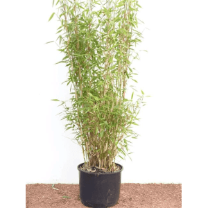 Immergrüner Fargesia Jumbo Bambus (60-100cm) im Topf. Ideal als Sichtschutz.