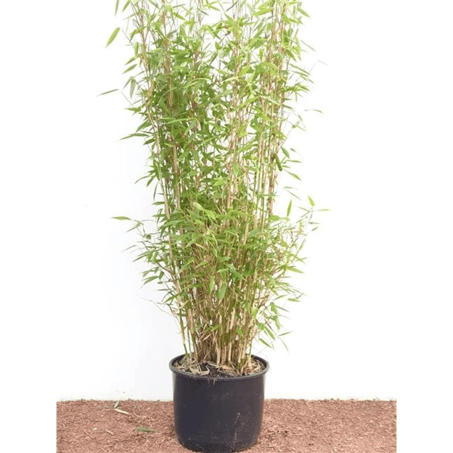 Fargesia Murieliae Jumbo Bambus Immergrün 60–100 cm günstig online kaufen