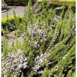 Blühender Rosmarin Prostratus (Rosmarinus officinalis) im Garten. Immergrüne Staude mit zarten, lila Blüten.