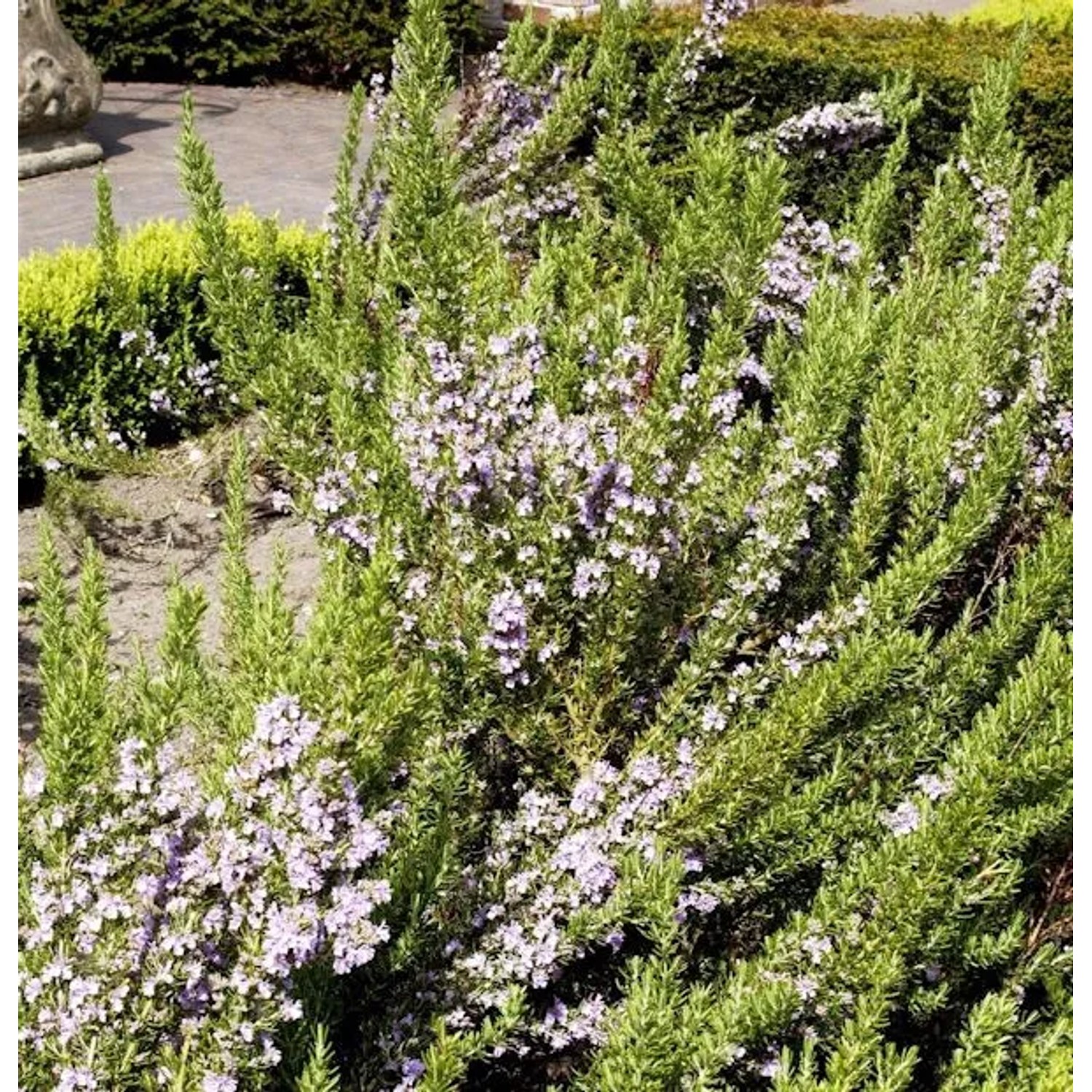 Rosmarin Prostratus - Rosmarinus officinalis