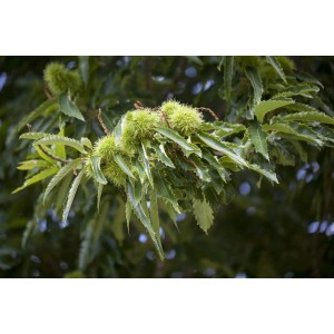 Nahaufnahme: Esskastanie (Castanea Sativa) mit grünen, stacheligen Fruchtständen und Blättern.