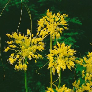 Blühender Gelber Lauch (Allium Flavum) im 9x9 cm Topf. Gelbe Blütenstände der Staude.