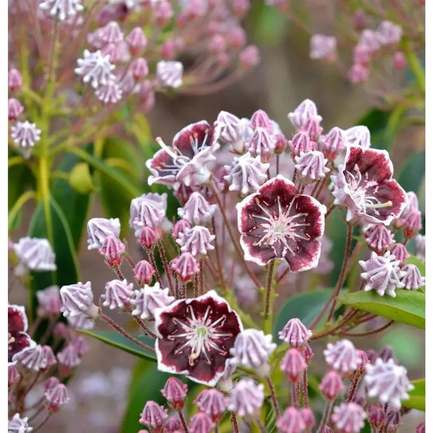 Großer Berglorbeer Mitternacht 30-40cm - Kalmia,atifolia