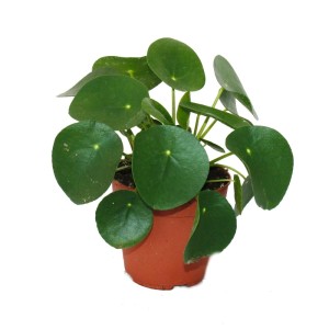 Pilea Peperomioides (Glückstaler) im 11cm Topf, Zimmerpflanze mit runden, grünen Blättern.