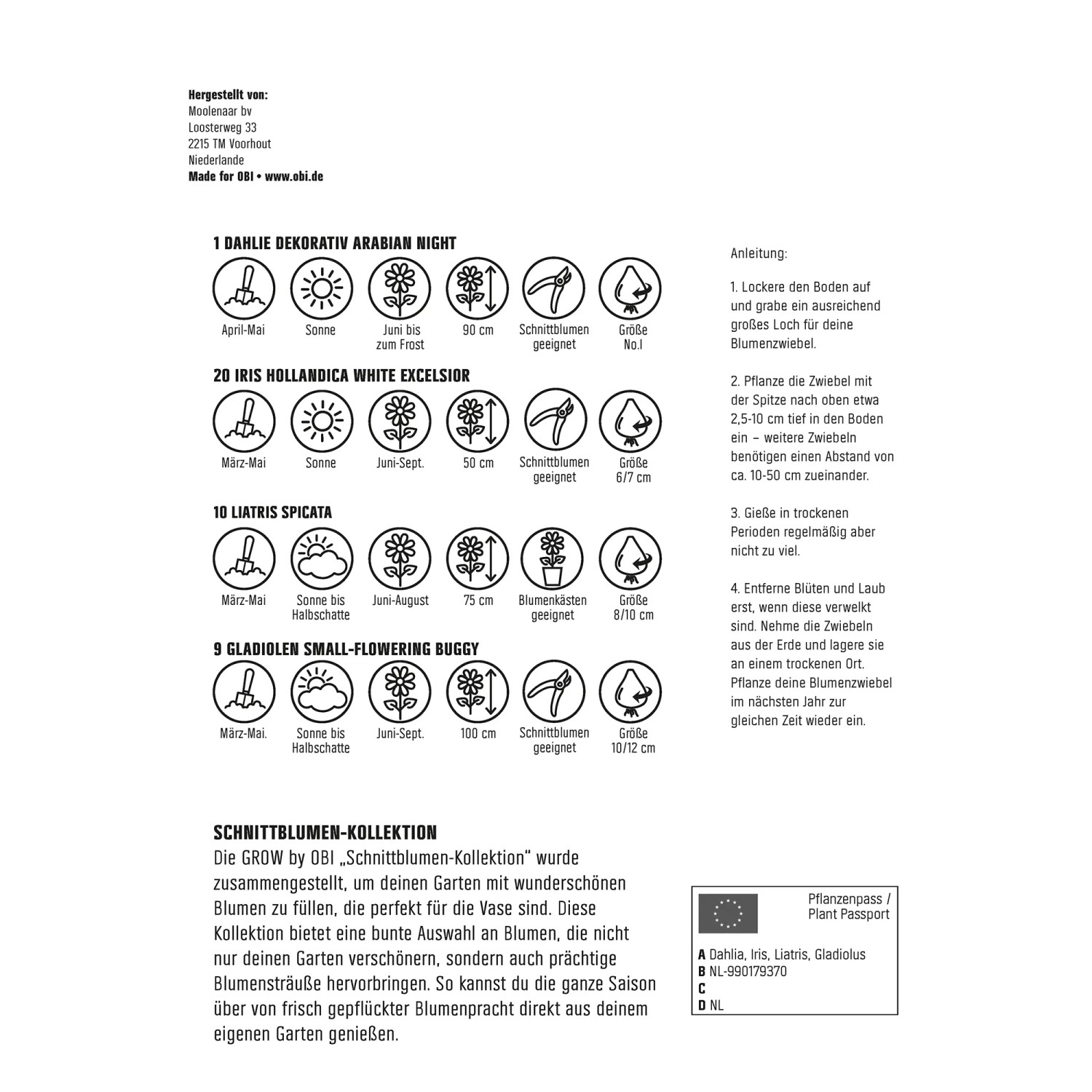 Infografik GROW by OBI Schnittblumen-Kollektion mit Pflanzhinweisen zu Dahlie, Iris, Liatris und Gladiole.