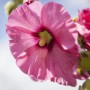 Nahaufnahme einer rosa Stockrose aus dem Farbset Rosa und Rot. Romantische Gartenstaude.