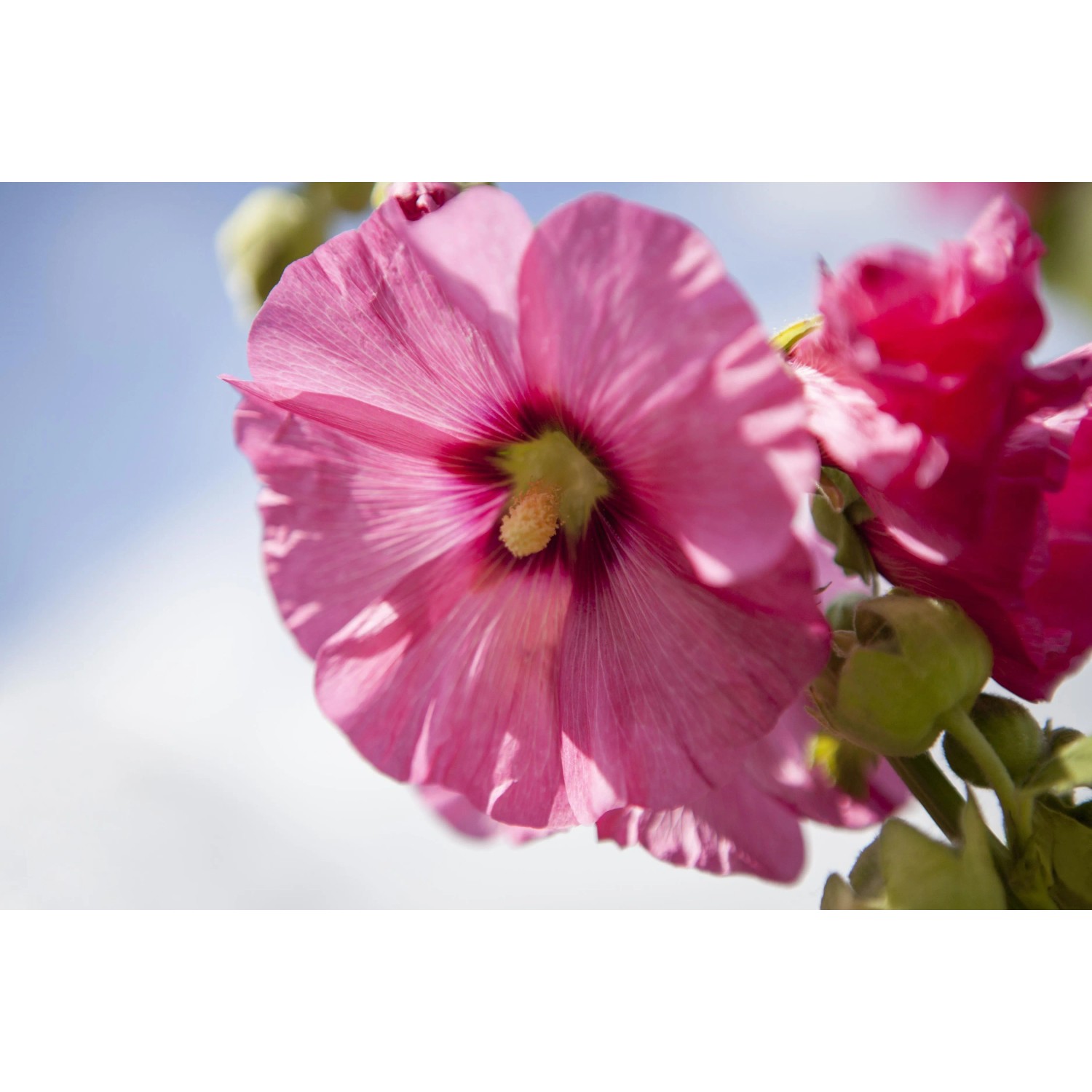 Nahaufnahme einer rosa Stockrose aus dem Farbset Rosa und Rot. Romantische Gartenstaude.