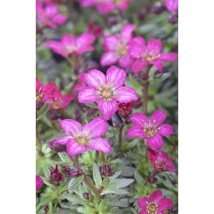 Nahaufnahme des rosa blühenden Moossteinbrech 'Peter Pan' im 9x9 cm Topf.