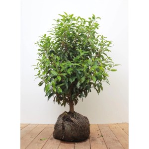 Prunus Lusitanica kaufen bei OBI