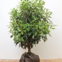 Portugiesischer Kirschlorbeer 'Angustifolia', 40-60 cm, als Heckenpflanze mit grünen Blättern.