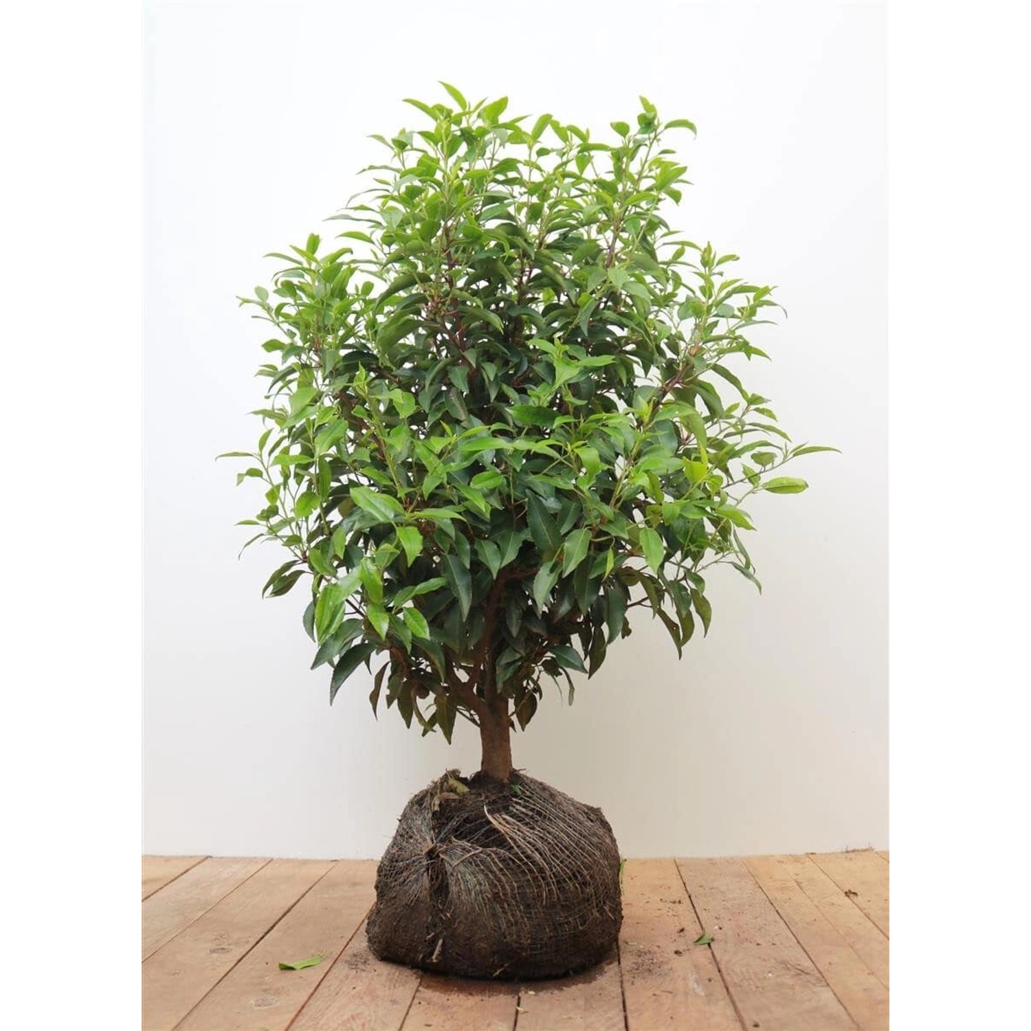 Prunus lusitanica 'Angustifolia' 40-60 cm günstig online kaufen