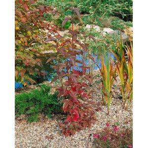 Sargent-Schneeball Onondaga, rot-weiß, 40-60 cm im Gartenbeet.