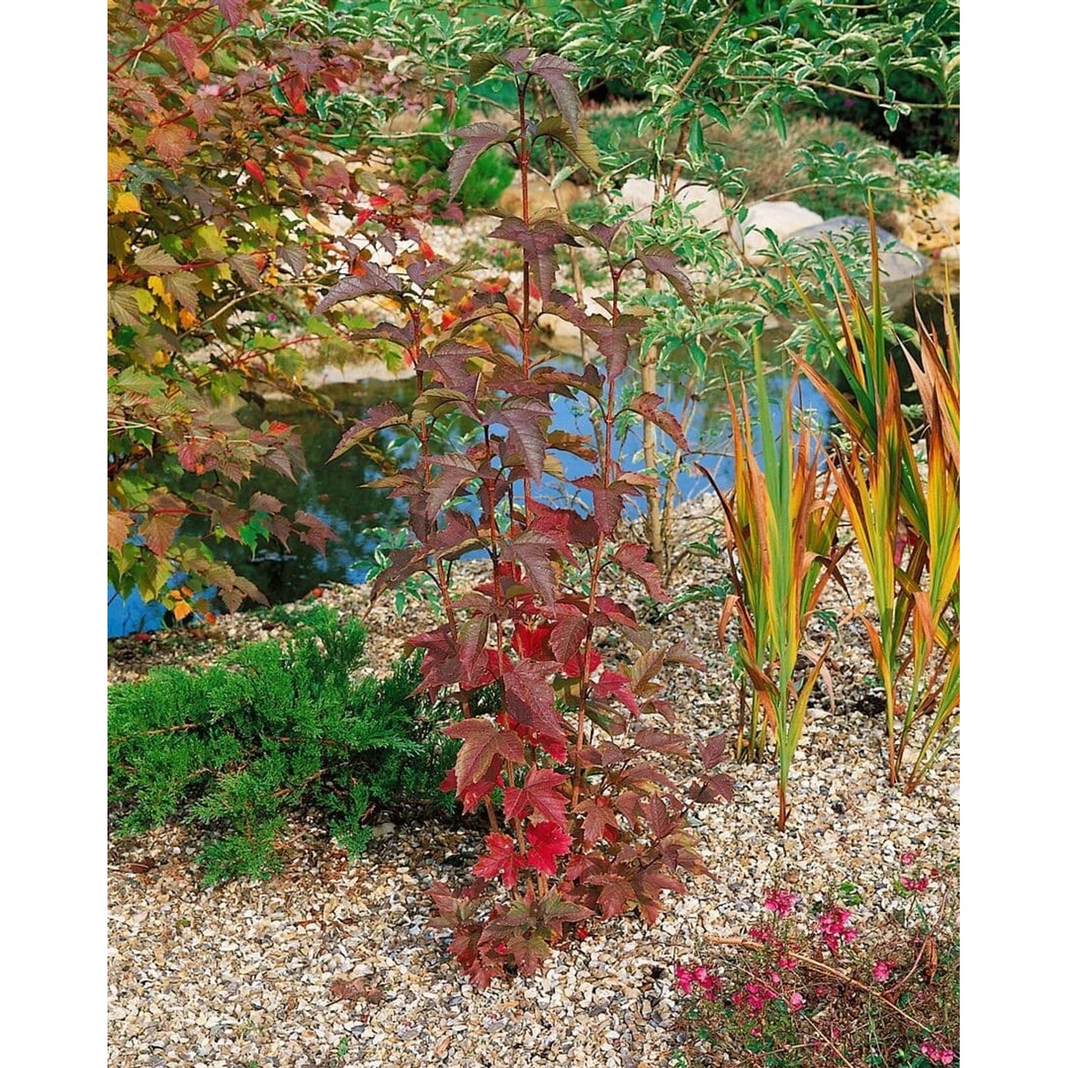 Viburnum Sargentii Onondaga Sargent-Schneeball Rot-Weiß 40–60 cm günstig online kaufen