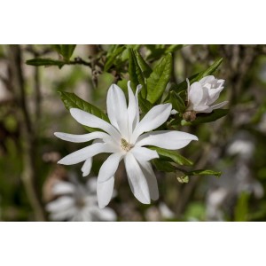 Nahaufnahme einer blühenden, weißen Sternmagnolie (Magnolia Stellata) mit grünen Blättern.