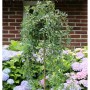 Hängender Erbsenstrauch als Hochstamm (100-125cm) im Garten, grüne Blätter und überhängende Zweige.