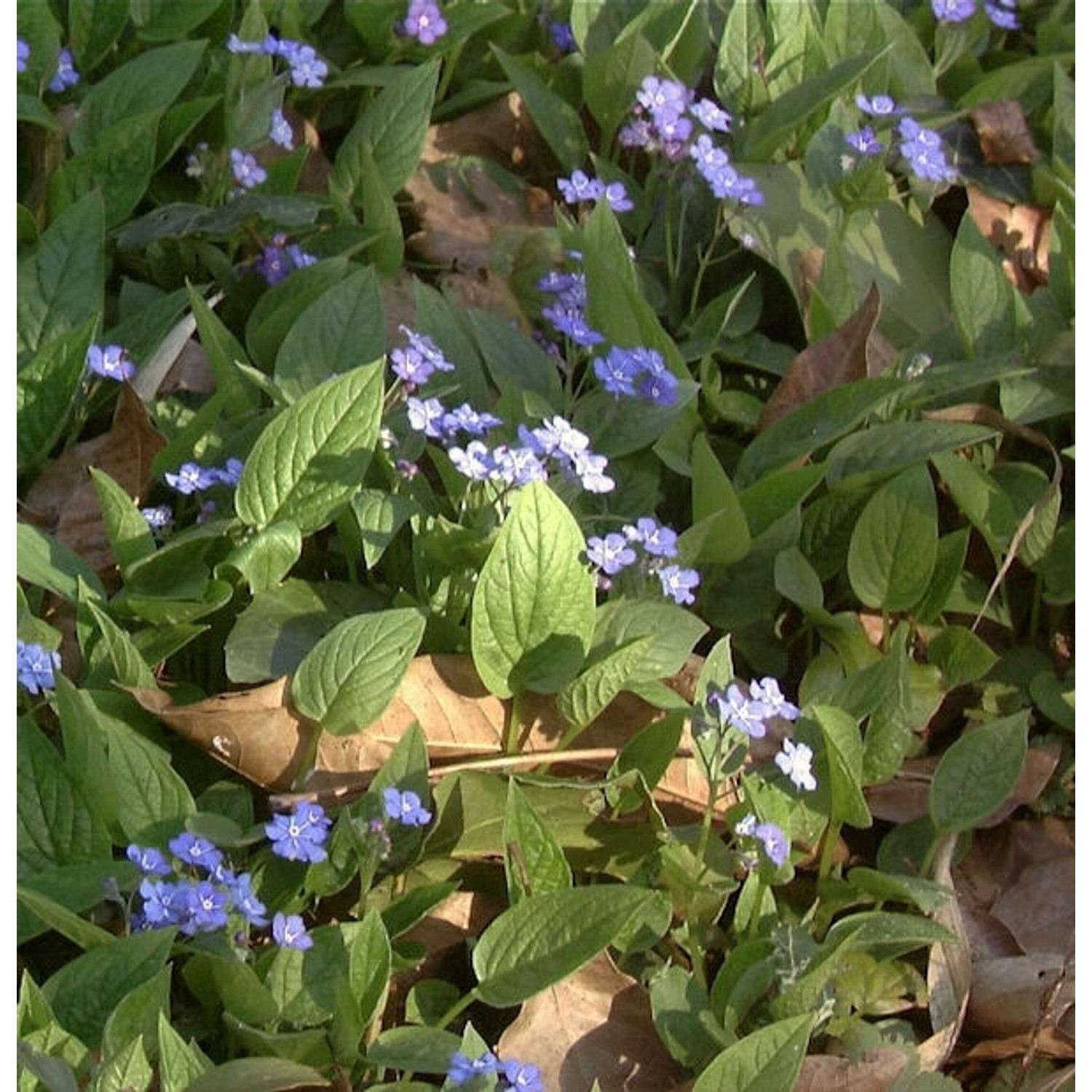 Gedenkemein - Omphalodes verna günstig online kaufen