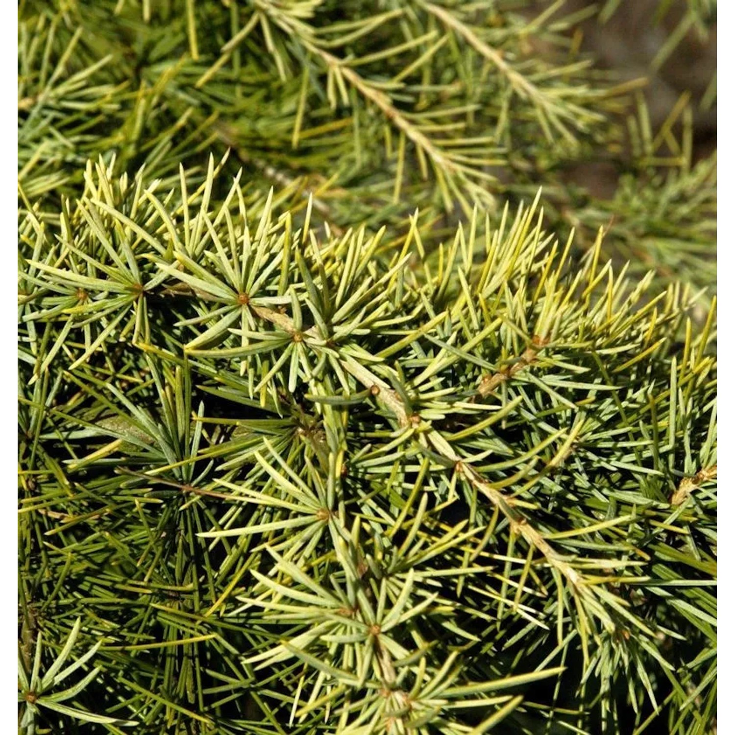 Himalaya Zeder Golden Horizon 50-60cm - Cedrus deodara