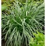 Jochlilie - Zigadenus elegans