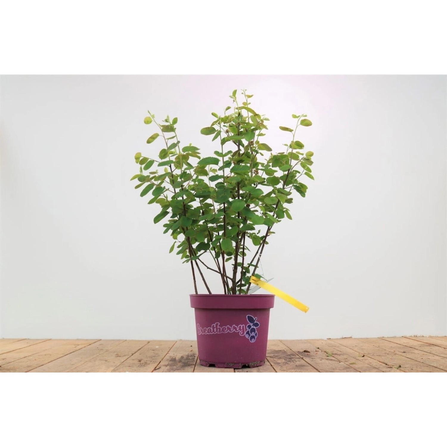 Amelanchier Alnifolia Greatberry Fruty Felsenbirne 50–60 Cm günstig online kaufen