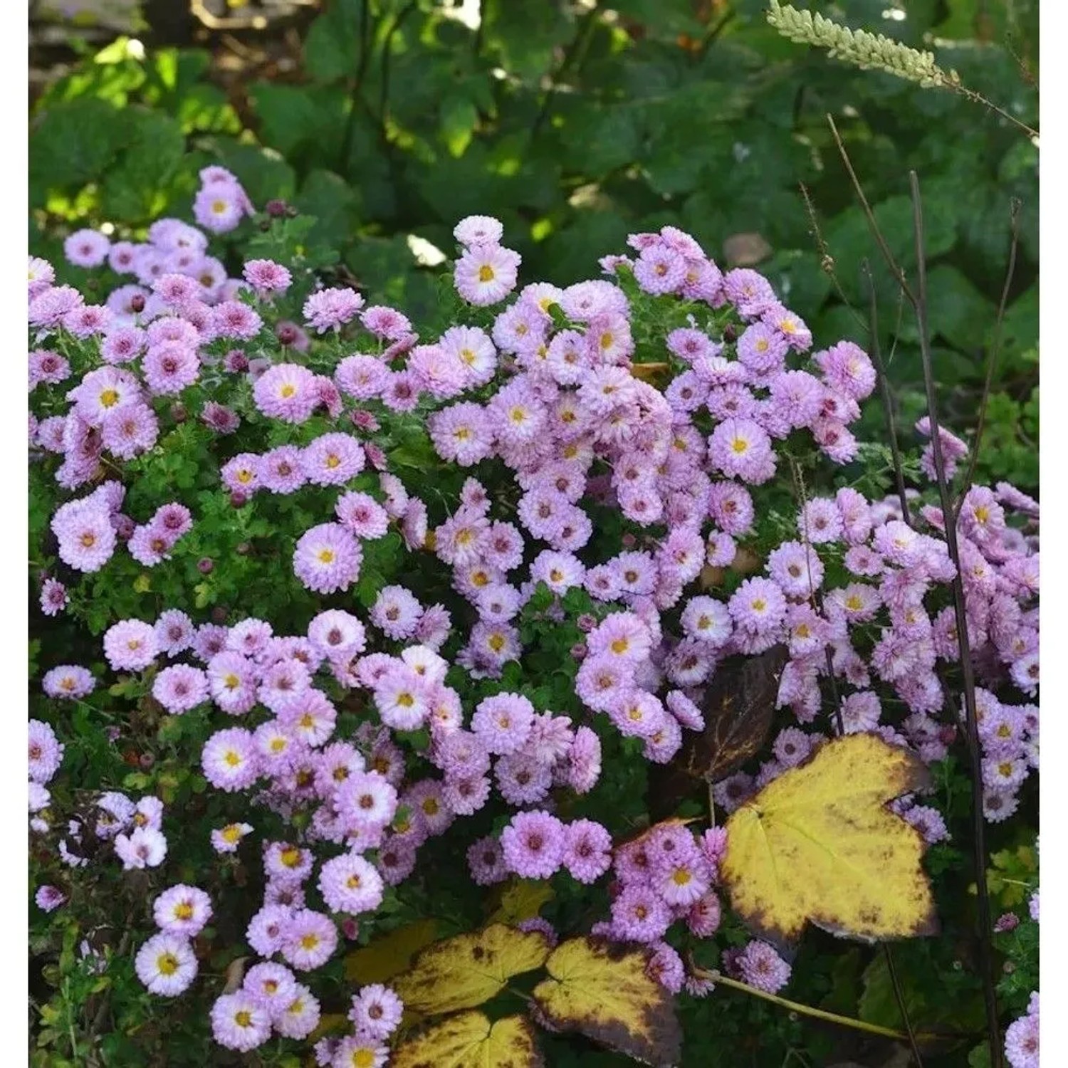 Winteraster Rosensilber - Chrysanthemum hortorum