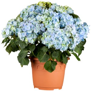Blaue Ballhortensie Magical Revolution im Topf, ca. 30-40 cm hoch.
