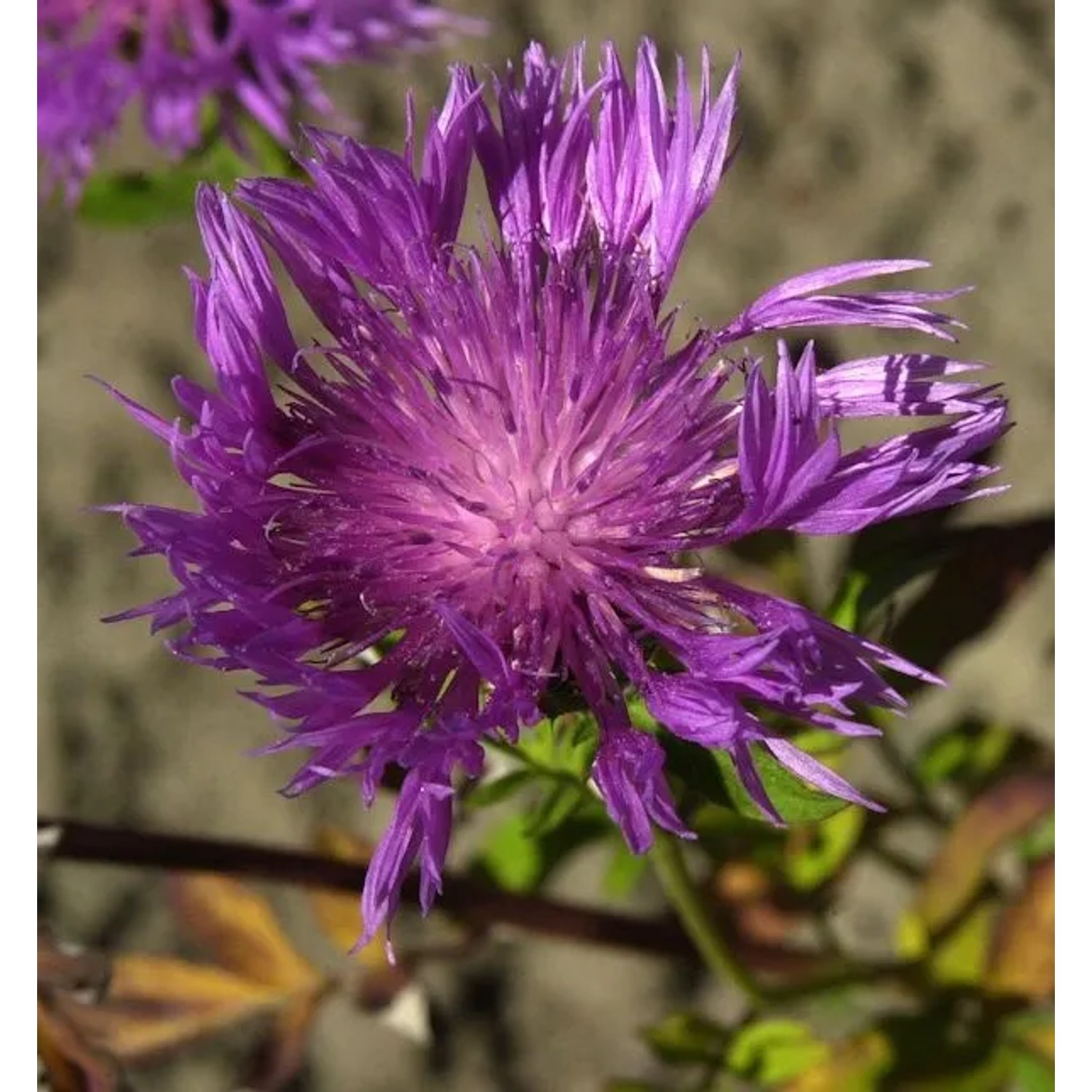 Schwarze Flockenblume - Centaurea nigra