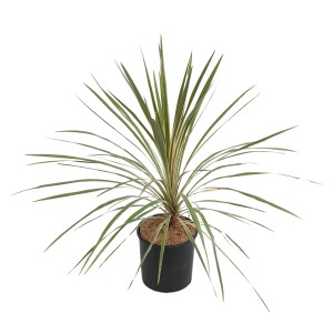 Keulenlilie 'Torbay Dazzler' im Topf, ca. 70 cm hoch, mit dekorativen, gestreiften Blättern.