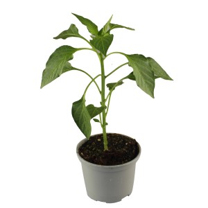 Pottburri Paprika-Pflanze im Topf (ca. 13 cm Ø) mit grünen Blättern.