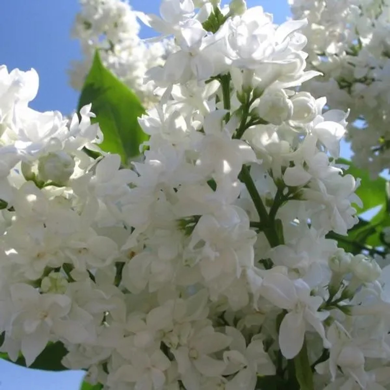 Edelflieder 'Madame Lemoine' Syringa vulgaris 40 bis 60 cm im Container Weiße Blüten