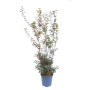 GROW by OBI Ahorn Skeeters Broom im Topf, ca. 125cm hoch. Zierahorn mit rotem Laub.