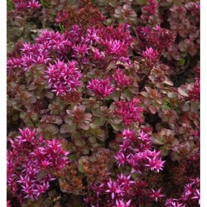 Kaukasus Asienfetthenne Fuldaglut - Sedum spurium