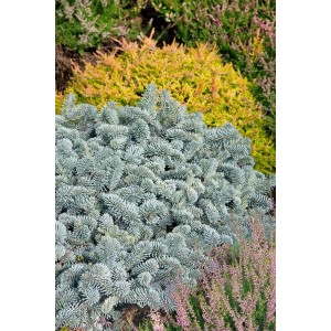 Kompakte, blaue Koreanische Tanne 'Blaue Hexe', 30-40 cm hoch, im Garten.