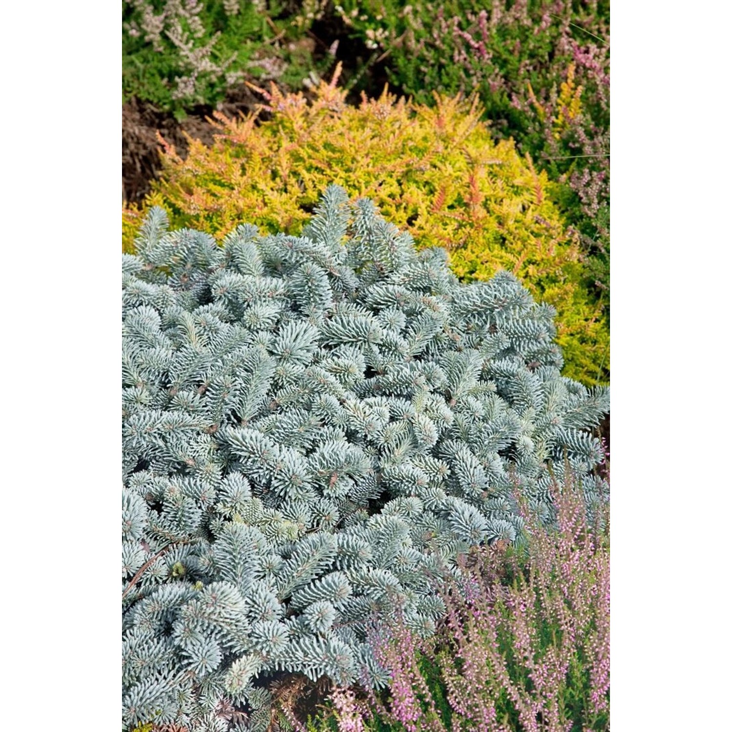 Abies Koreana Blaue Hexe Koreanische Tanne Kompakt 30–40 cm günstig online kaufen
