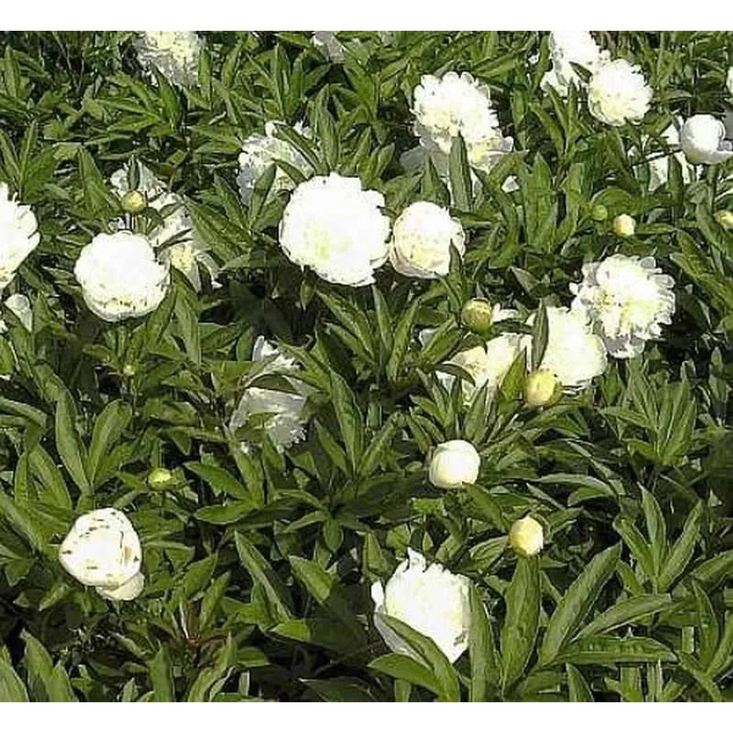 Edelpfingstrose Charlies White - Paeonia,actiflora