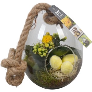 Flammendes Käthchen in Glas-Ampel Topf-Ø ca. 13 cm