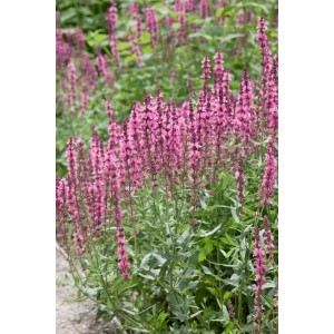 Violett blühender Steppen-Salbei (Salvia Nemorosa Amethyst) im Beet.