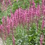 Violett blühender Steppen-Salbei (Salvia Nemorosa Amethyst) im Beet.