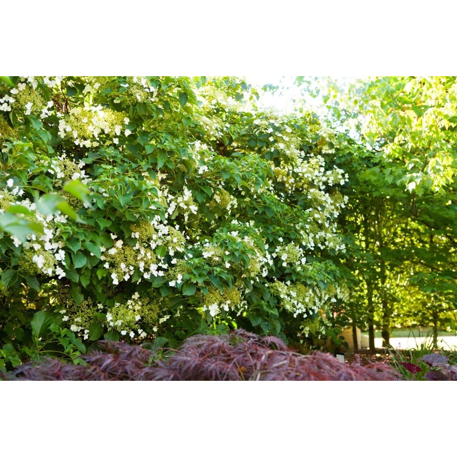 Hydrangea Petiolaris Kletterhortensie Weiß 100–125 cm günstig online kaufen