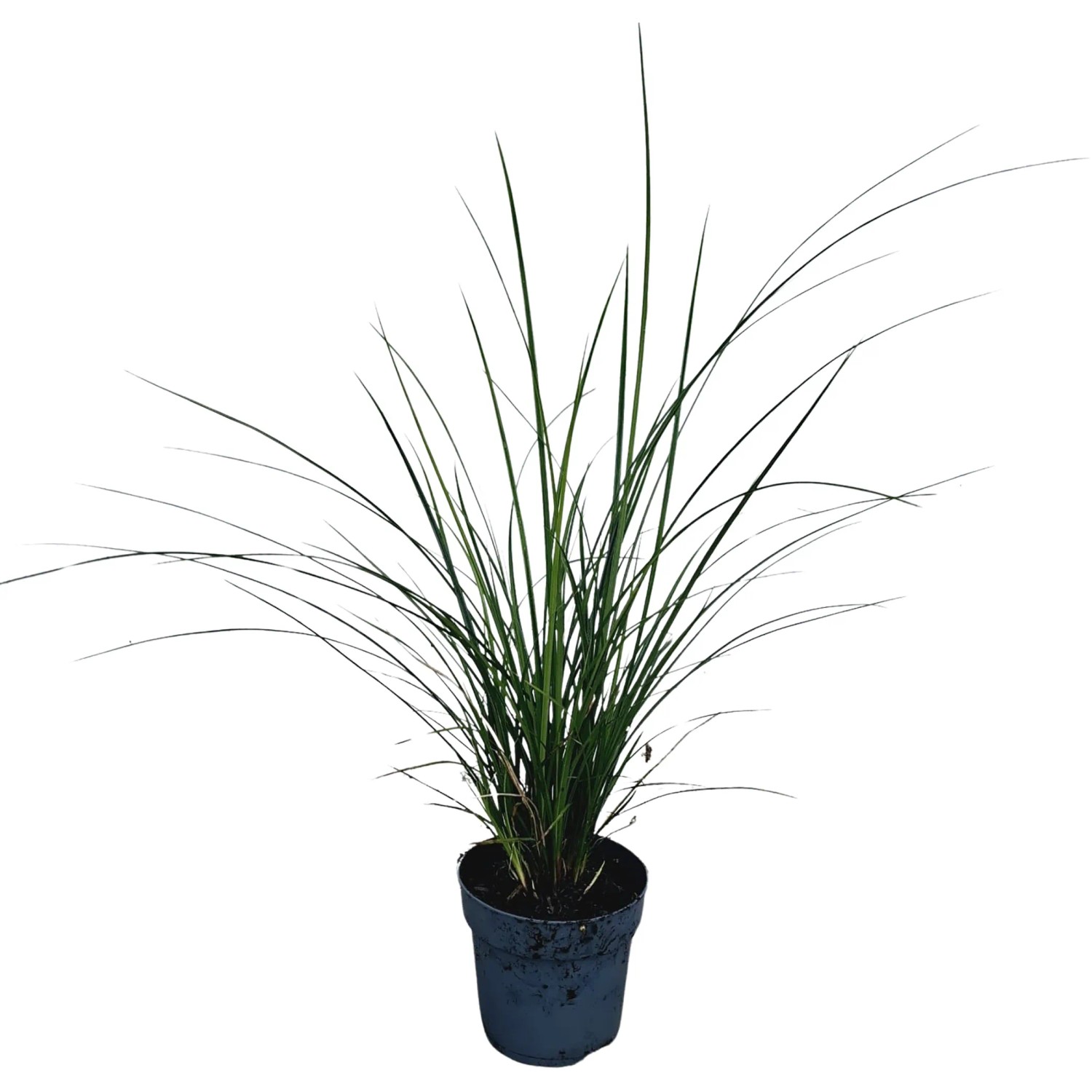 Braunblütige Segge Topf-Ø ca. 10,5 cm Carex brunnea