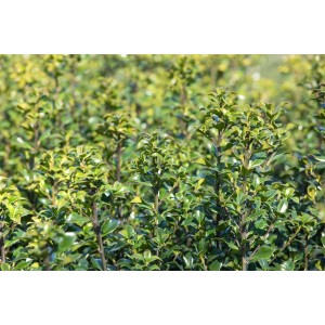 Dichtes, grünes Laub der Ilex meserveae 'Heckenstar' Heckenpflanze, ideal für blickdichte Hecken.