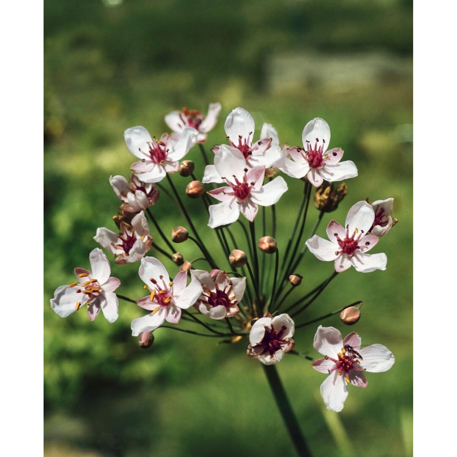 Butomus Umbellatus Schwanenblume Ca 9x9 cm Topf günstig online kaufen