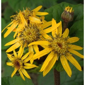 Greiskraut Ligularia dentata Staude mit leuchtend gelben Blüten und Knospe.