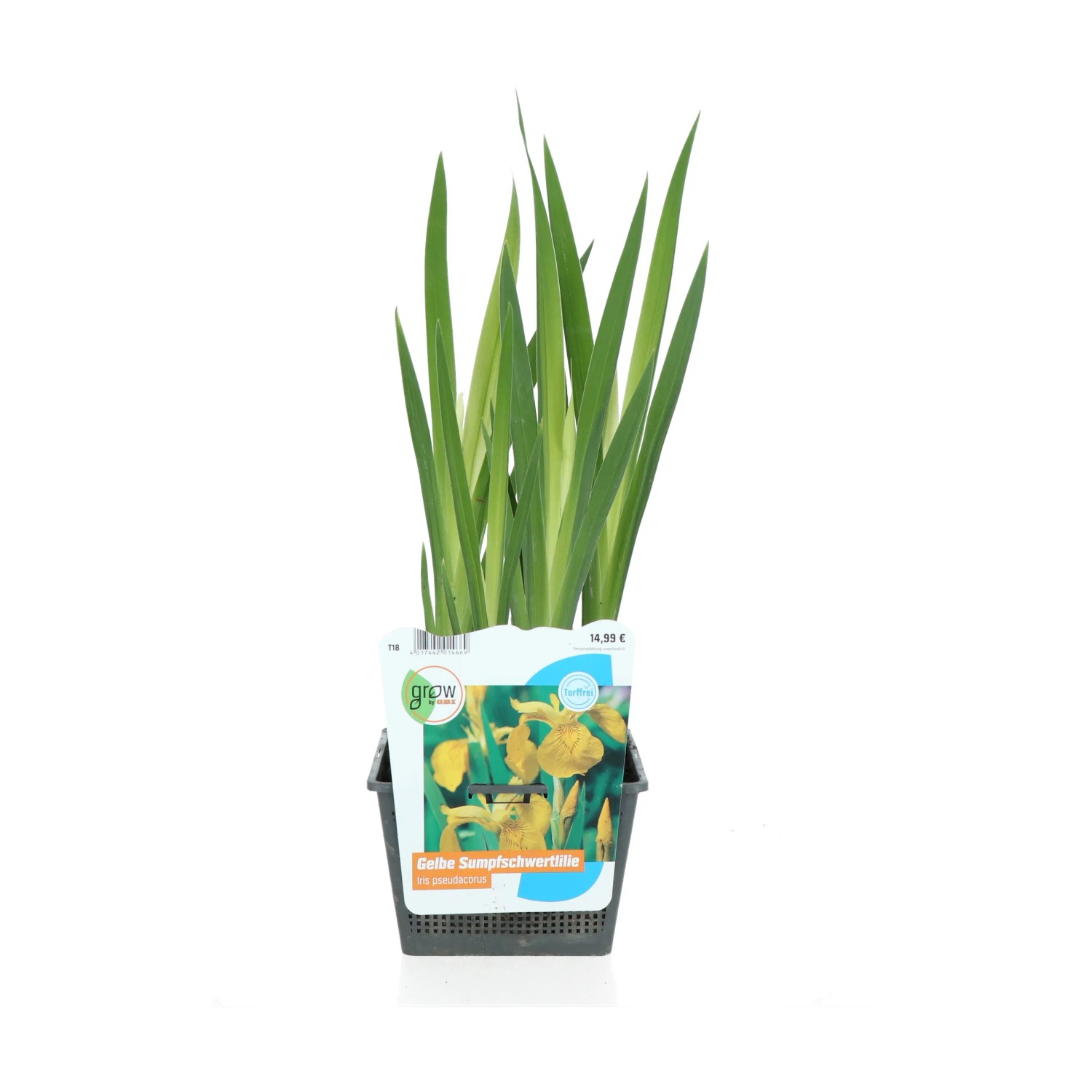 Sumpfschwertlilie Gelb Topf 18 cm x 18 cm Iris pseudacorus