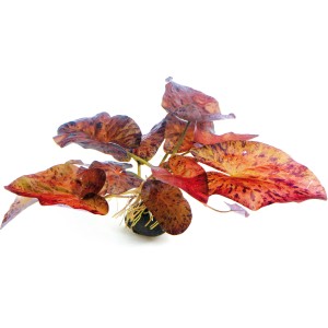 Dennerle Aquariumpflanze Nymphaea Lotus Rot Knolle mit rot-braunen Blättern.