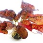 Dennerle Aquariumpflanze Nymphaea Lotus Rot Knolle mit rot-braunen Blättern.